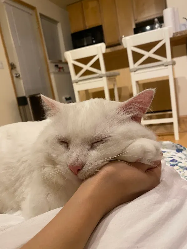 My cat Galaxy sleeping on my girlfriend Anne's arm. November 2024